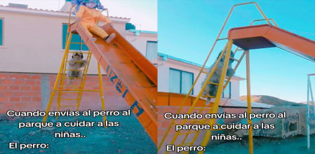 El animal sube perfectamente por las escaleras de mano sin ningún tipo de problema