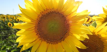 Girasol fotografiado en el canal de Urgell, en el municipio de Claravalls.