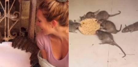 Karni Mata, el templo de las ratas en India