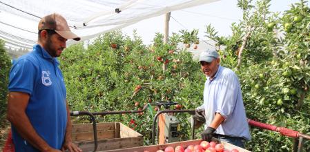 Dos trabajadores recogen manzana en una finca de Ullà.