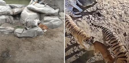 La perra jugando con sus crías tigre