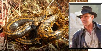 Ejemplar de la nueva especie denominada en honor de Harrison Ford, protagonista de sagas como la de Indiana Jones  .