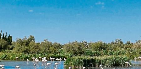 Flamencos paseando tranquilamente por las marismas del Delta del Ebro.
