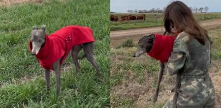 El galgo visitó el campo por primera vez con un 'look' de lo más elegante.