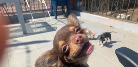 Betis desapareció en La Bisbal del Penedès el 2 de agosto