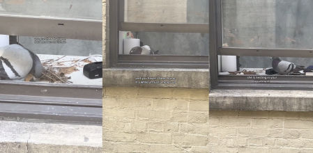 Se va de vacaciones con la ventana entreabierta y una paloma deja allí sus huevos: “Un nuevo invitado”