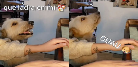 El animal es un as cantando junto a su dueña