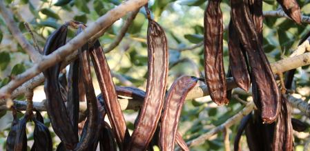 Algarrobas en una finca de Vandellòs i l'Hospitalet de l'Infant.