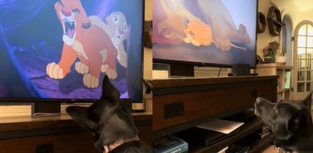 Bosco, el perro que se emociona viendo 'El rey león'.