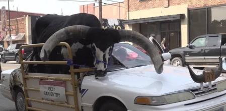 Así apareció el animal&nbsp;