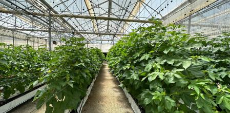 Proyectan un invernadero en Picassent y otro en Murcia cuya primera cosecha, dice, “ya está vendida al cien por cien”.