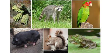 Cylindropuntia spinosior', mapache cotorra 'Psittacara mitratus', cerdo vietnamita, ardilla gris y rana toro, son algunas de las especies exóticas o invasoras más buscadas en Catalunya  .