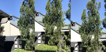 Oyen ruidos y encuentran una serpiente de más de cinco metros de largo en el tejado de su casa: “Esto es un dinosaurio”