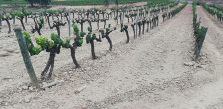 La sequía afecta a la viña en el Alt Penedès.