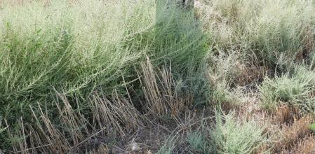 Reto visual: ¿Dónde está la libélula azul?