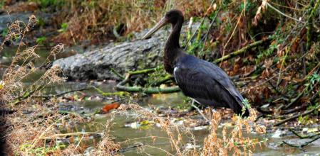 La cigüeña negra del río Ges.