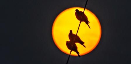 El solo corona tres palomas en Les Masies de Voltregà.