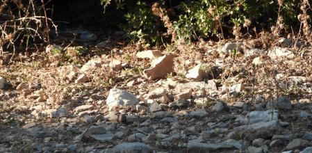 Reto visual: ¿Dónde está la libélula?