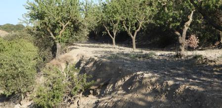 Reto visual: ¿Eres capaz de ver al conejo?