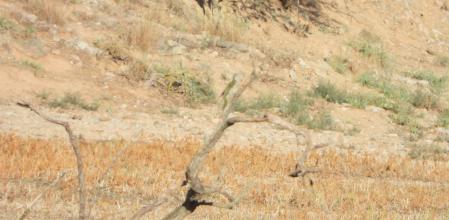 Reto visual: ¿Eres capaz de ver al pájaro?