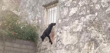 El perro estaba atascado entre las rejas.