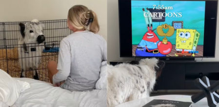 Así es Millie, la vaca doméstica.