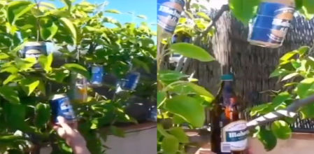 Las primeras cervezas que brotan de este singular árbol carecen de alcohol