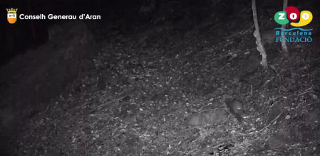 Fotograma del momento que el turón aparece frente a la cámara por fototrampeo.