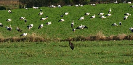 Cigüeñas en las afueras de Vic.