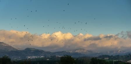Reunión de vencejos y golondrinas en un campo de Manlleu.