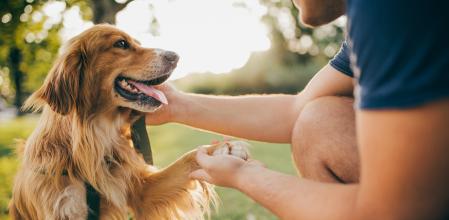 Guy and his dog, golden retriever, nature