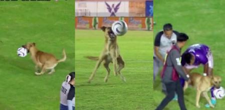 Un perro se cuela en un partido de fútbol y siembra el caos