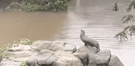 Aunque el animal pudo explorar más allá de su hábitat acuático habitual, se mantuvo dentro del perímetro de seguridad