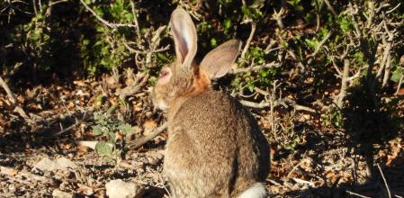 Conejo con mixomatosis.