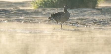 Humo ártico en el Ter.