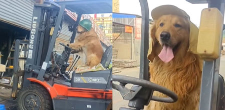 La increíble destreza de un Golden Retriver conduciendo un coche carretilla: