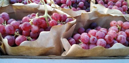Uva roja, uno entre el centenar de productor ecológicos agrupados en la nueva Bioplataforma valenciana.