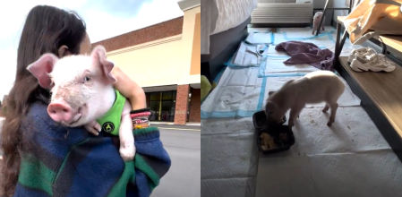 Las jóvenes le han dado a los cerditos una segunda oportunidad.