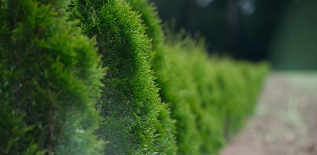 Los setos deben podarse en los momentos del año adecuados.