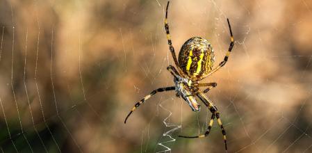 Araña tigre capturando a la langosta.
