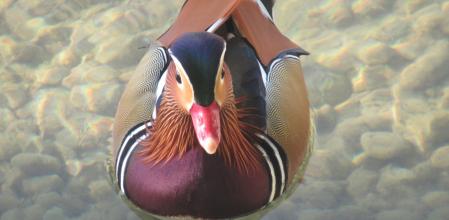 Pato mandarín en el lago de Banyoles.