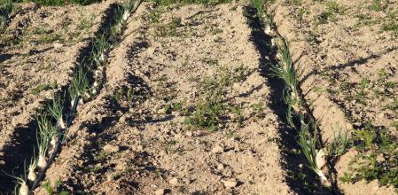 Calçots cultivados en Osona.