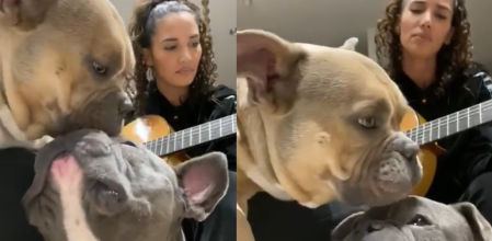 El desmesurado amor de los bulldogs de India Martínez que ha dejado boquiabiertos a su fans