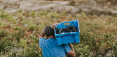 Vendimia uvas Grano a Grano 2020