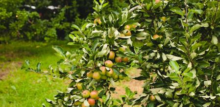 La madera del árbol del mango es perfecta para construir muebles resistenets.