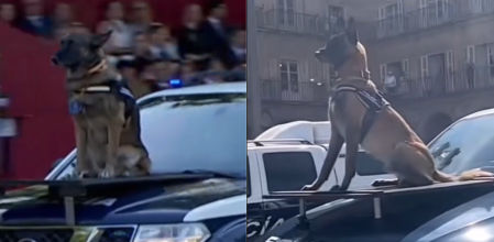 Los canes han sido los protagonistas del desfile.