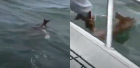 El animal fue puesto a salvo tras varios minutos de incertidumbre