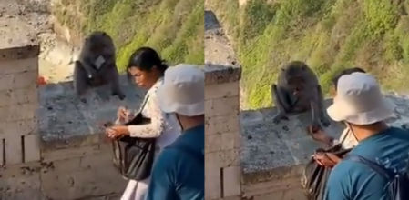 Un mono de Bali ejerce su habilidad de negociación al intercambiar un teléfono móvil por dos sabrosas piezas de fruta