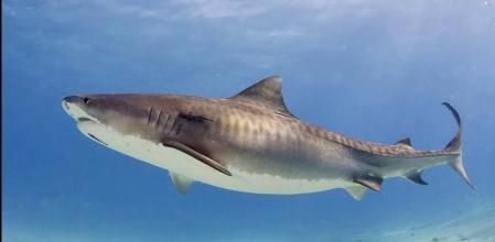 Tiburón tigre  .