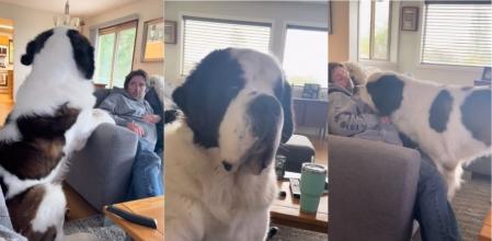 El san bernardo se aproxima a su dueño en busca de afecto